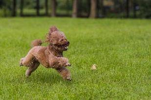 What kind of dog food do native dogs eat