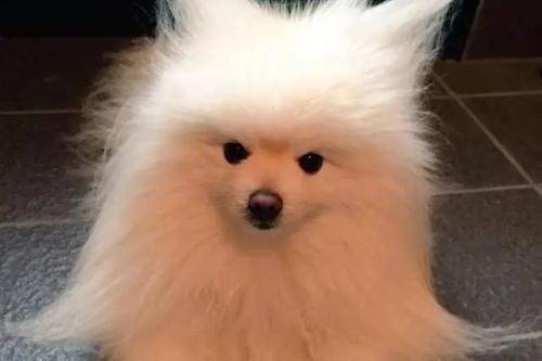 How to care for a Pomeranian with a cold