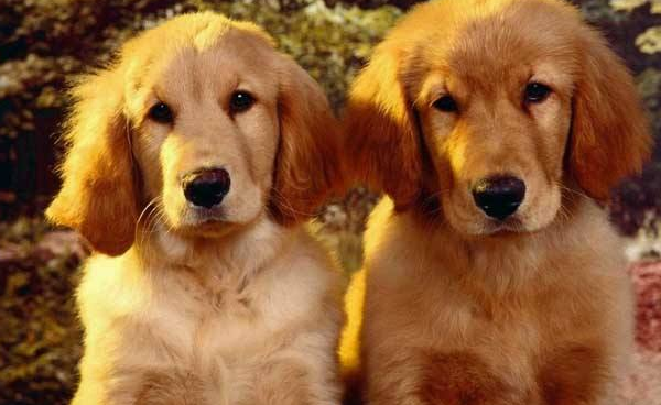 What do golden retrievers think of purity