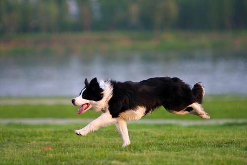 How to feed a Border Collie
