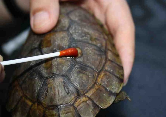 How to cure turtle rotten skin