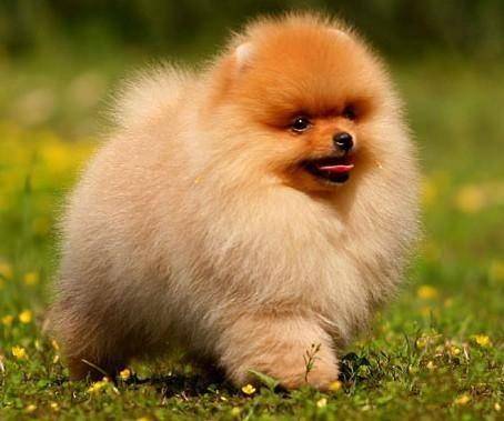 Pomeranian is always breathing fast