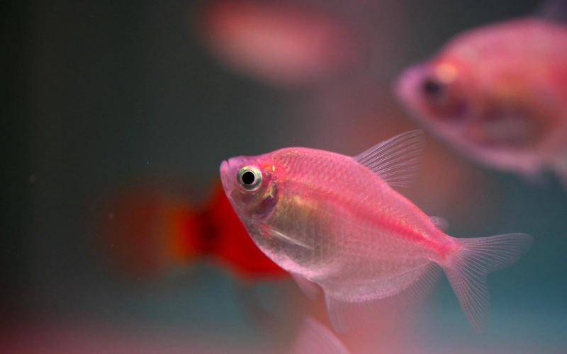 How to raise ornamental fish