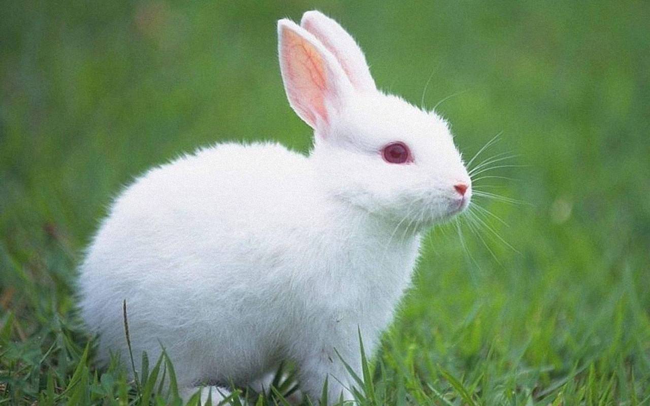 How to raise pet rabbits