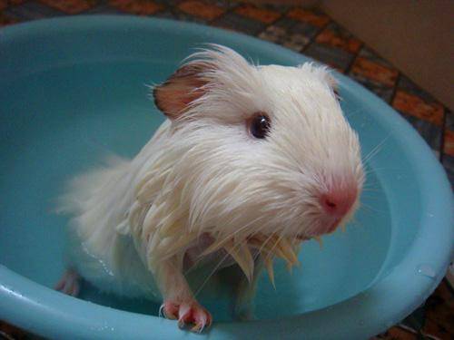 How do Dutch pigs take a bath