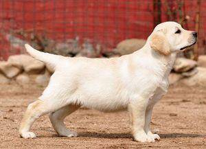 Labrador breeding skills