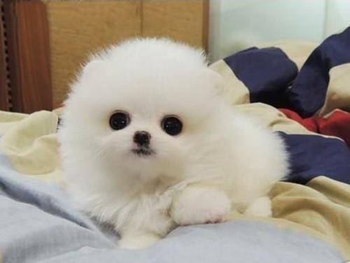 Pomeranian dilute blood how to do