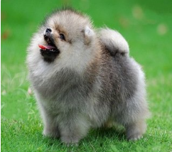 How does Pomeranian often cough to do