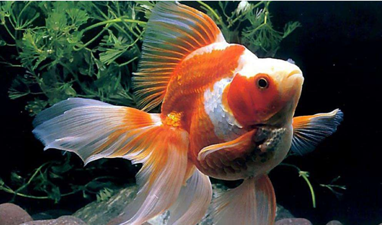 How to keep goldfish