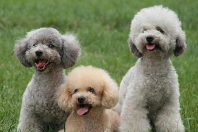 Which is the best color for poodle