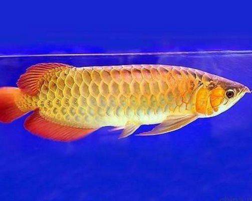 What are the rules for keeping gold dragon fish?