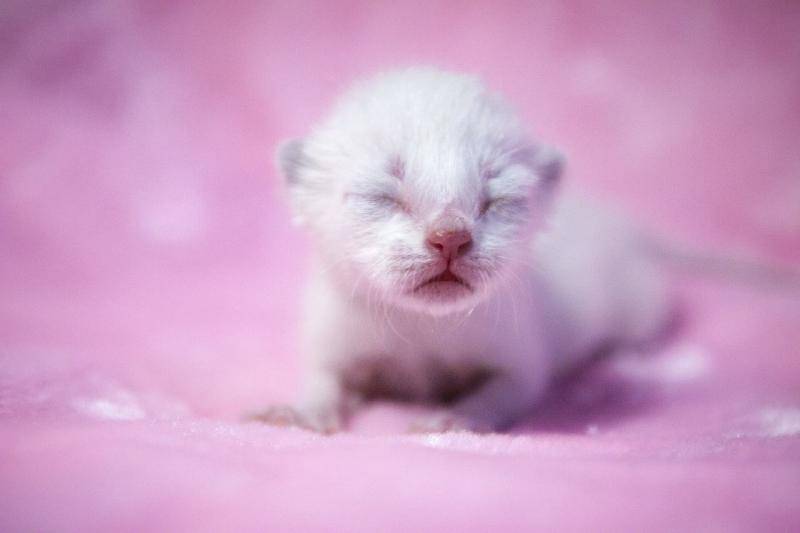 What does a newborn kitten eat