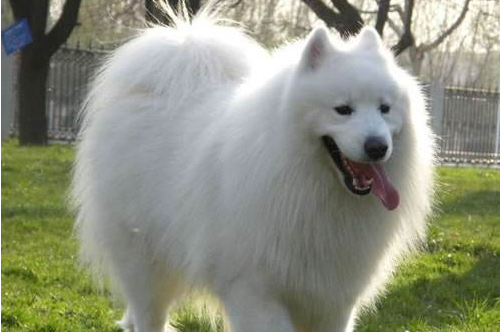 What is the best dog food for Samoyed