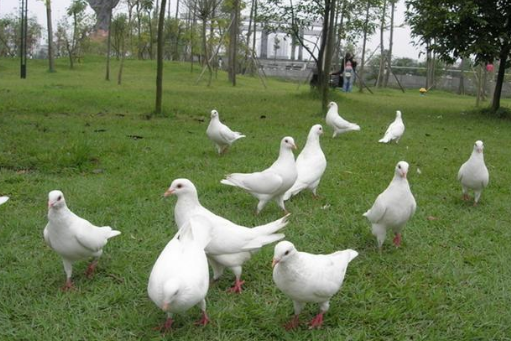 Feeding method of pigeon