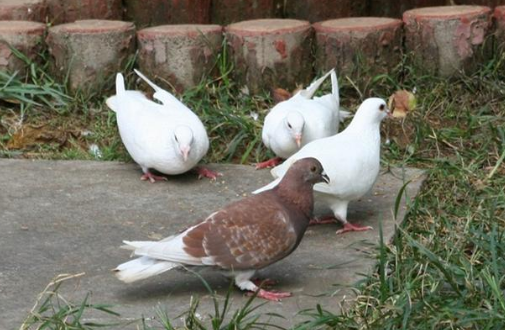 Feeding method of pigeon