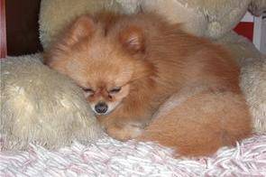 Why does Pomeranian love to sleep