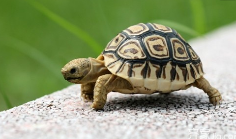 How does tortoise white eye disease treat