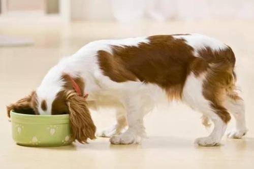 Can dogs eat cat food