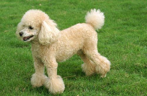 Poodle loose bowels how to do