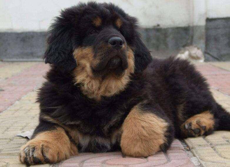 Tibetan mastiffs eat what food