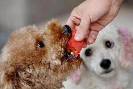 Can poodles eat apples