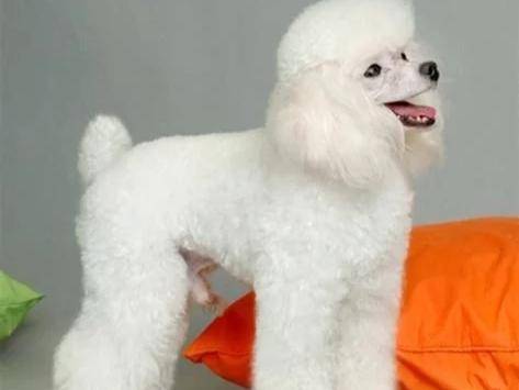 What are the symptoms of poodles
