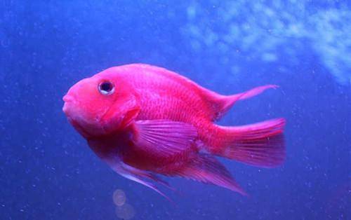 Parrot fish how to raise the most red