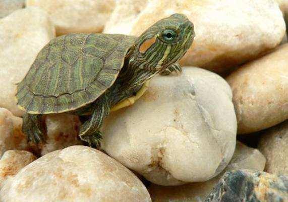 How often should you feed your pet turtle