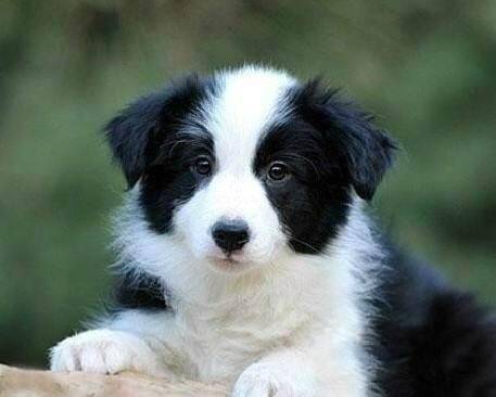 What is the best dog food for Border Collie puppies