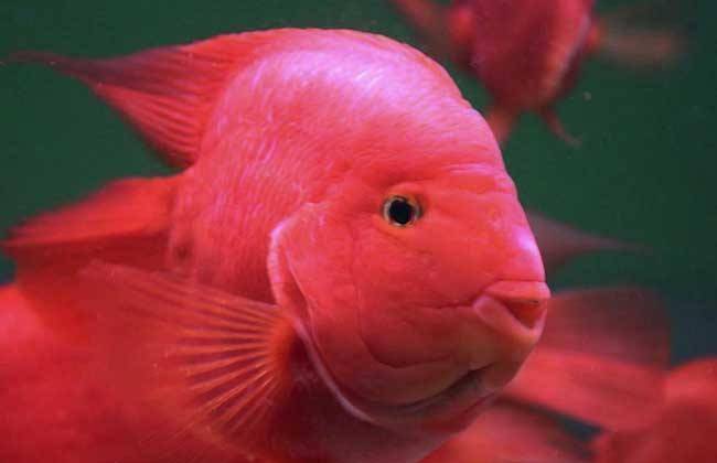 What disease is the eye of parrot fish protruding
