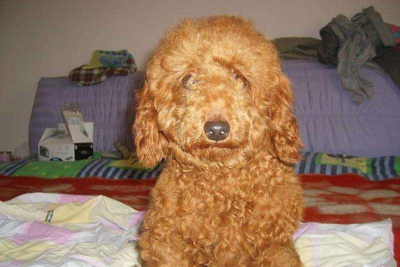 What to do about tear stains in poodles