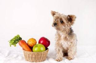 What fruit can't dogs eat