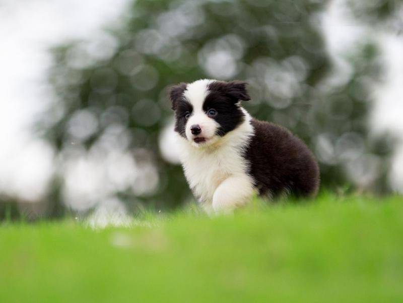 What is the best dog food for Border Collie puppies