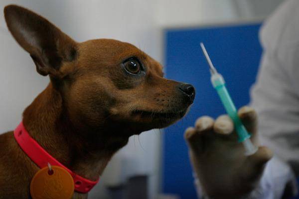 Do rabies patients bite people?